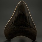 Beautiful Prints And Colors 3 98  Fossil Megalodon Shark Tooth - Sc