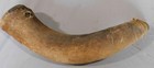 Antique African Hide Covered Horn Trumpet Tribal Musical Instrument 32  C1900