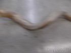 Lovely Vintage 42  Shofar Horn--from Estate Of A Hebrew Day School Music Teacher
