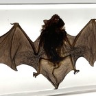 Real Bat In Resin Block Paperweight Oddities Curiosities Weird Creepy Mystical