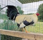 6   Pure E w  Law Grey Gamefowl Poultry Chicken Hatching Eggs