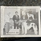 Borzoi International 