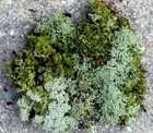 Live  Fresh Soft Healthy  Cushion   Reindeer Blend Moss  Unique Rare Find