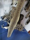 Rattlesnake Skin Prairie Rattle Snake Hide Dry Tanned Wrap Pen Blanks 45 In  F7