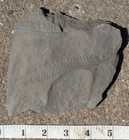 Pennsylvanian Tree Fern Leaf Fossil Carboniferous Pecopteris
