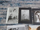 13 Vintage Dog Press Photo Lot 1930s-1970s Great Dane Boxer Etc