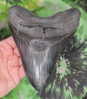 Megalodon Sharks Tooth 6 1 8  Inch Top Shelf Beauty No Restorations Fossil Teeth