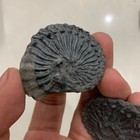 Late Triassic Ammonite Specimen
