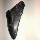 4    Megalodon Shark Tooth Rare Fossil Teeth Kids Gift Present Ocean Nc