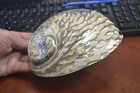 Polished Both Sides Abalone Sea Shell Beach Decor 6 