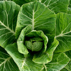 Fresh Champion Collard Green Seeds   Heirloom Non-gmo   Vegetable Seeds