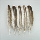 Beautiful 10 Pcs Feathers Rear For Craft Plume Decoration Diy Art