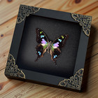 Mom Gift Real Butterfly Framed Dried Insect Taxidermy Gallery Wall Collectables