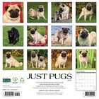 Pugs 2027 12  X 12  Wall Calendar free Shipping 