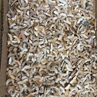 Fossilized Shark Tooth 3 4 Inch Long In Excellent Condition A Lot Of 10