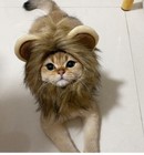Namsan Lion Mane For Cat Small Dog Halloween Costume Cat Lion Mane Wig 