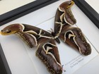 Framed Edward s Atlas Moth Taxidermy  Archaeoattacus Edwardsii Entomology