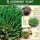 4-pack Large Premium Dried Rose Of Jericho  Selaginella Resurrection 4pcs 