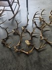15 Nice Deer Racks Antlers Whitetail
