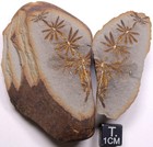 Mazon Creek Annularia Radiata Horsetail Leaf Fossil Illinois Carboniferous