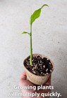 Myoga Ginger Live Roots  Cold Hardy Young Plants  zone 5b 
