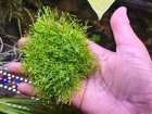 Riccia Fluitains  crystalwort  - Live Aquatic Freshwater Plants - Floating Plant