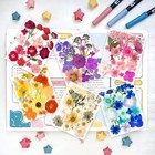 221pcs Real Nature Dried Pressed Flowers For Resin Craft  Dry Eternity Summer 
