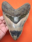 Megalodon Shark Tooth - Real Fossil - 6 22  Massive Shark Teeth Megladon 