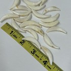 Lot Of 20 Assorted Coyote Fangs Teeth Goth Odd Craft Real Taxidermy Cleaned 3218