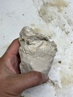 Oreodont Skull Prep Project Fossil Oligocene  South Dakota  Mammal Upper