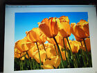 Dell 1908fp 1907fp Ultrasharp 19  Lcd Monitor 4-port Usb Dvi Uw042 Fp182 Dy296