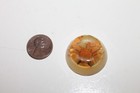 Rare Preserved Real Crab Cabochon Resin Dome For Pendant