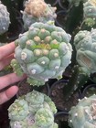 Cactus Succulent Plant Beautiful Home Garden Plant Large Size  8-10
