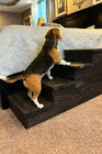 Rustic Dark Walnut Wooden Pet Stairs     4 Step Dog   Cat Ramp For Bed Or Couch