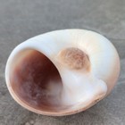 Turbo Shell Spiral Pattern Pink Cream Swirls Natural Collectible 1 5 Inch