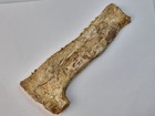 Xiphactinus Fish Jaw Fossil With Teeth - Niobrara Chalk Fm  - Ks - Cretaceous