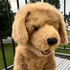 Fur Real Biscuit My Lovin  Pup Golden Retriever Lifesize- For Parts repair- Read