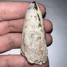 Huge Sarcosuchus Supercroc Fossil Tooth Dinosaur Eating Monster Crocodile 2  In