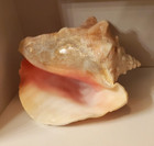 Large Bahama Queen Conch Seashell  pink  Bahamas Pink Conch Shell 7-9 Inch Large