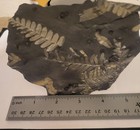Fern Fossils  St  Clair  Pa Pennsylvanian Epoch  Llewellyn Formation