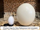 Large Ostrich Egg Shell Empty Clean Single Bottom Hole