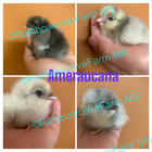 12   Ameraucana Blue White Ermine Wheaton Splash Same Pen Hatching Eggs Npip