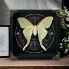 Framed Real Luna Moth Actias Luna Taxidermy Specimen Celestial Art Witchy Gift