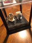 Real Diamondback Rattlesnake Head With Real Skull In Display Box