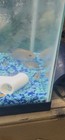 F1 Kamfa Flowerhorn Cichlid Live Aquarium Fish  aggressive   3-pack     1-3   