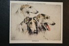 Borzoi  Vintage 1950 s Portrait Card  De29m
