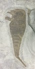 Three Eurypterus Sea Scorpions Fossil Plate  1 565  2 2  3 75  -silurian Period-