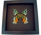 Real Framed Sunset Moth Urania Rhipheus Male Verso Taxidermy Moonlight Display