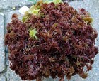  Live Sphagnum Moss Red Crisp 3 4 Sandwich Bag  Fresh Cleaned Maine 