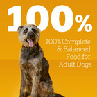  2 Pack  Pedigree Chopped Ground Dinner Beef   Bacon Variety Pack Wet Dog Foods